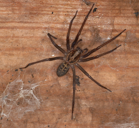Giant house spider The Wildlife Trusts